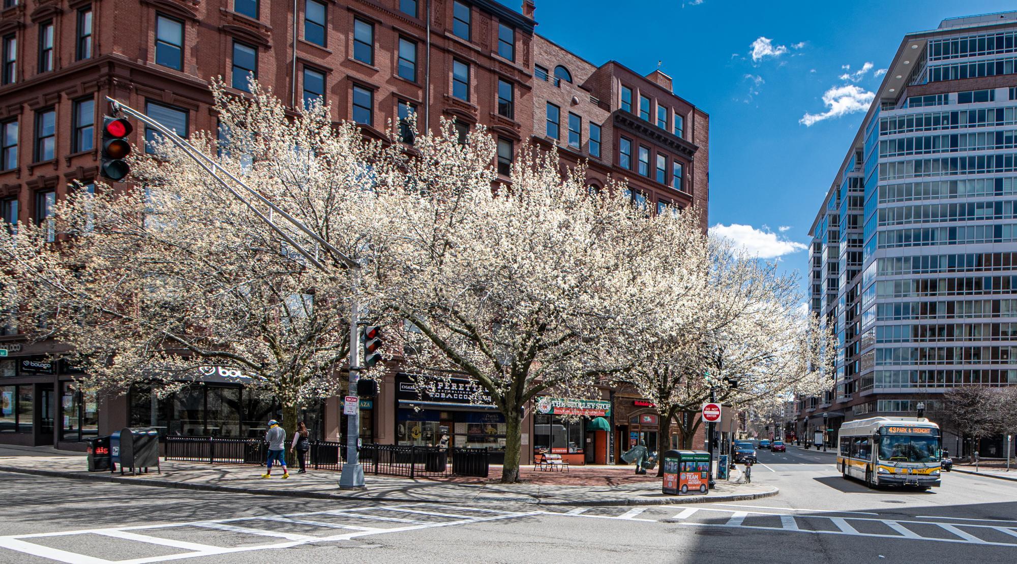 Springtime in Boston: Trees with white flowers, with a Route 43 bus passing by