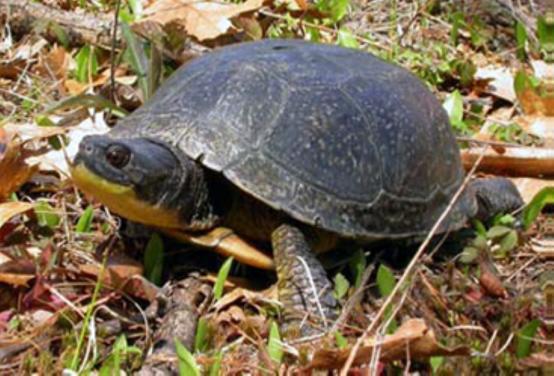 Blandings turtle